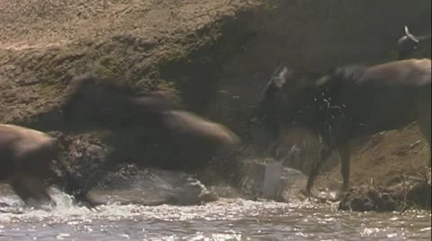 Wildebeest jumping into Mara river Stock Footage 22140795