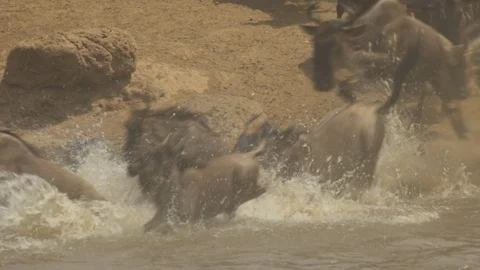 Wildebeest jumping migration in slow motion 94fps Stock Footage 71740277