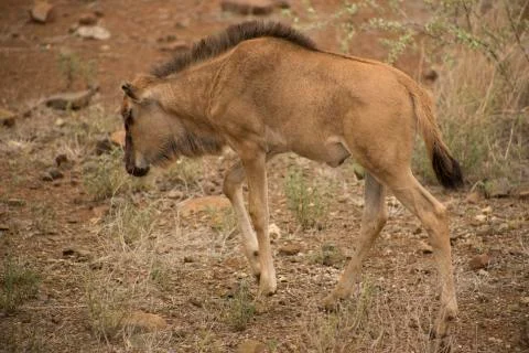 Wildebeest kid Stockfoto's