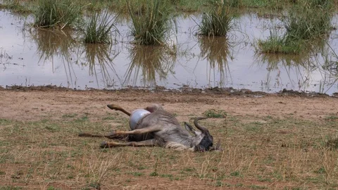 Wildebeest, killed from Lions Stock Footage 125503635
