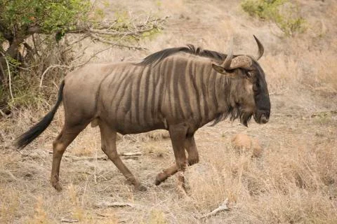 Wildebeest in the kruger 库存照片