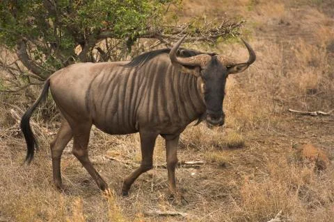Wildebeest in the kruger Stock Photos