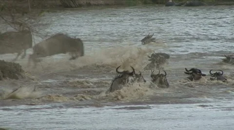 WILDEBEEST LEAP INTO THE MARA RIVER 動画素材 13922185