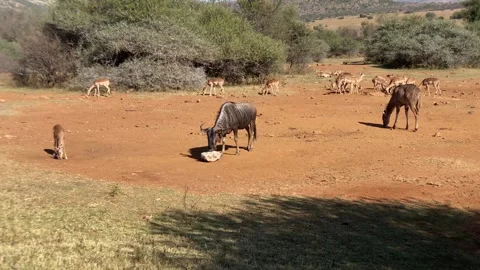 Wildebeest licking a sugar cube Stock Footage 315761496