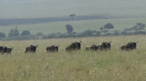 WILDEBEEST LINE Video stock 22027285