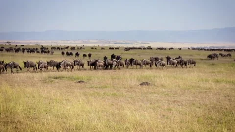 Wildebeest lined up during migration through vast Savannah in Serengeti. Stock Footage 130949904