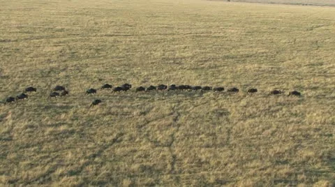 WILDEBEEST LINEUP Video stock 20576807