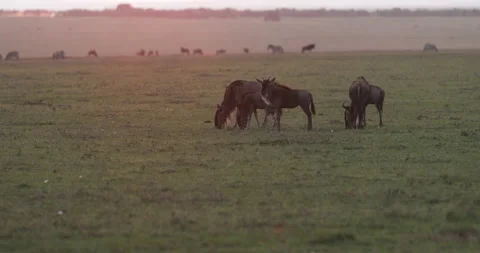 Wildebeest in the Maasai Mara Stock Footage 137364859