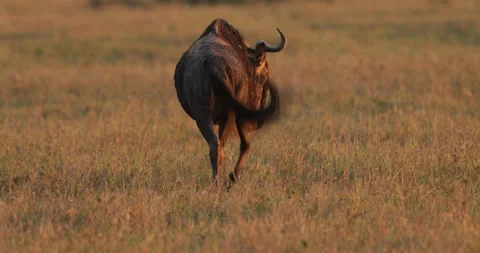 Wildebeest in the Maasai Mara Stock Footage 137365480