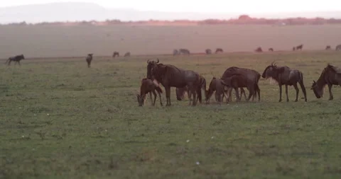 Wildebeest in the Maasai Mara Stock Footage 137368079