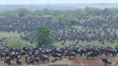 Wildebeest Mass for Mara River Crossing Stock Footage 31824257