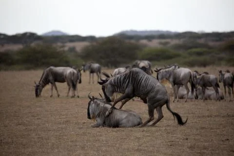 Wildebeest Mating Stock Photos