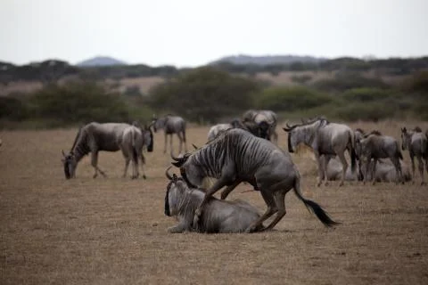 Wildebeest Mating Stock Photos