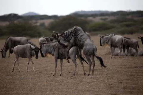 Wildebeest Mating 스톡 사진