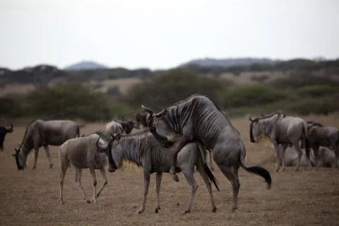 Wildebeest Mating Stock Photos
