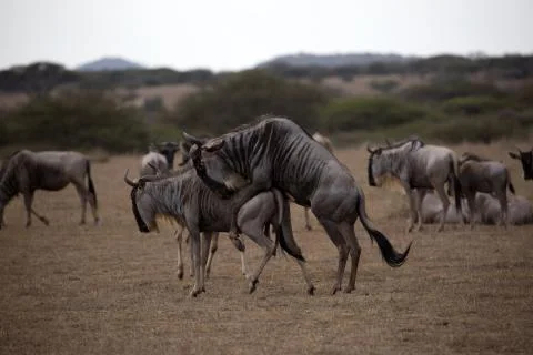 Wildebeest Mating Foto stock