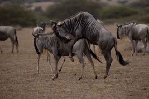 Wildebeest Mating 스톡 사진