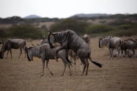 Wildebeest Mating Stock Photos