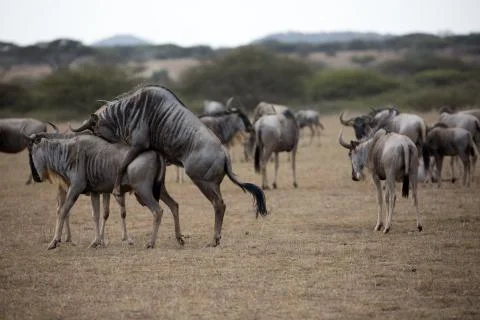 Wildebeest Mating Foto stock