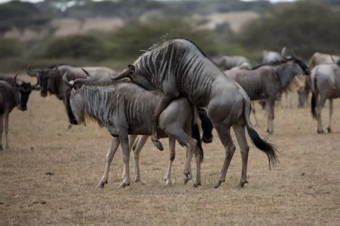 Wildebeest Mating Stock Photos