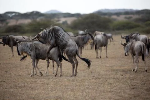 Wildebeest Mating Foto stock