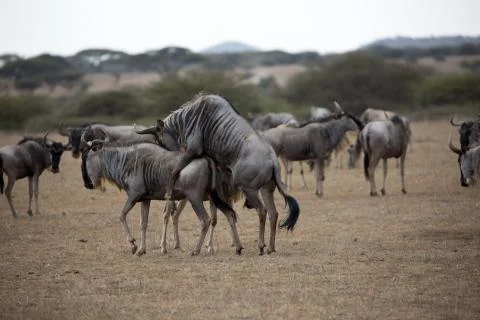 Wildebeest Mating Stock Photos