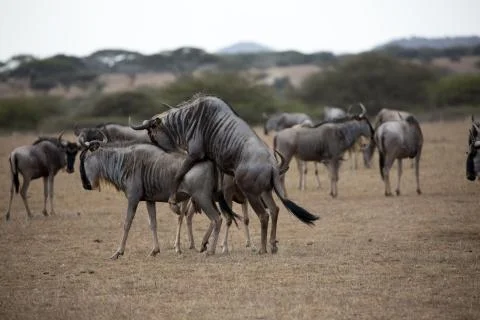 Wildebeest Mating Stock Photos