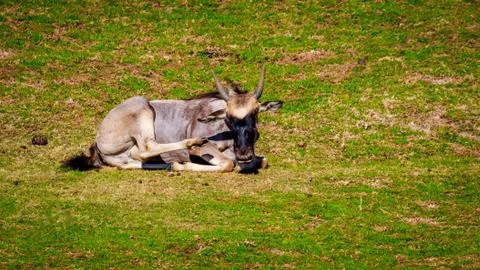 Wildebeest on Meadow Foto stock