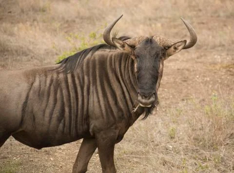 Wildebeest mid shot Stock Photos