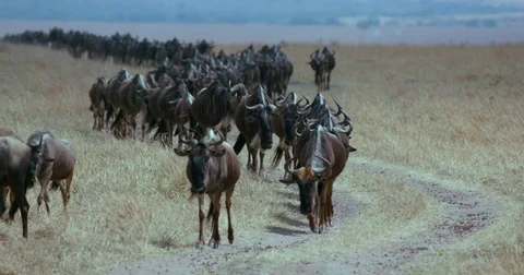 WILDEBEEST MIGRATING MAASAI MARA KENYA AFRICA Stock Footage 76442014