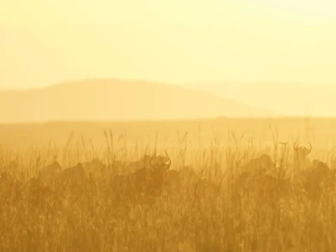 Wildebeest migration 5 스톡 동영상 82906509