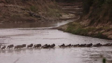 Wildebeest migration across the river in Kenya in slow motion mode. Stock Footage 229467540