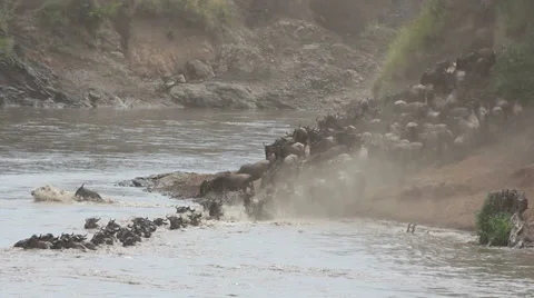 Wildebeest migration crossing the Mara river, Masai Mara National Reserve, Kenya Vídeo Stock 33804204