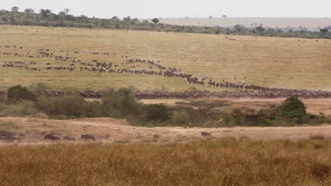 Wildebeest migration on desert plain in Kenya. Stock Footage 229619152