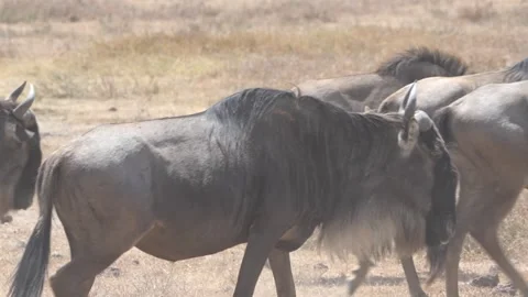 Wildebeest Migration Dust Storm - Epic African Wildlife Movement Stock Footage 326154377