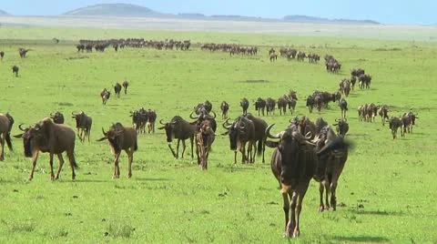 Wildebeest migration Stock Footage 10562892
