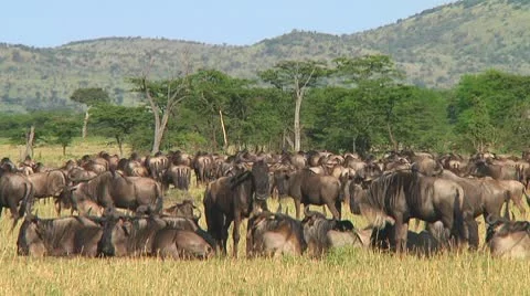 Wildebeest migration Stock Footage 10563069