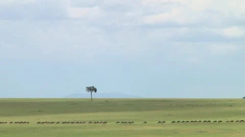 Wildebeest migration Stock Footage 10685797