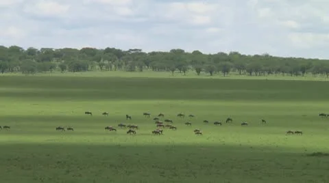 Wildebeest migration Stock Footage 10686308