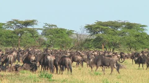Wildebeest migration Stock Footage 10686334
