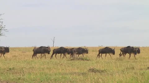 Wildebeest migration Stock Footage 10687297