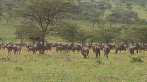 Wildebeest migration Stock Footage 10687369