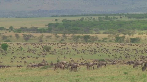 Wildebeest migration Stock Footage 10687721