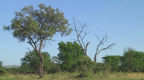 Wildebeest migration Stock Footage 10717299