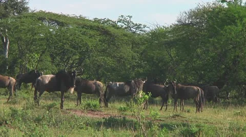 Wildebeest migration Stock Footage 10717309