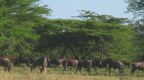 Wildebeest migration Stock Footage 10717316
