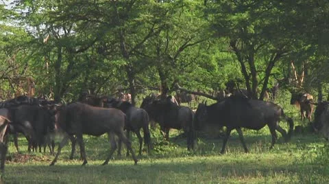 Wildebeest migration Stock Footage 10717331
