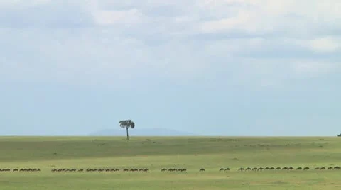 Wildebeest migration Stock Footage 10717335