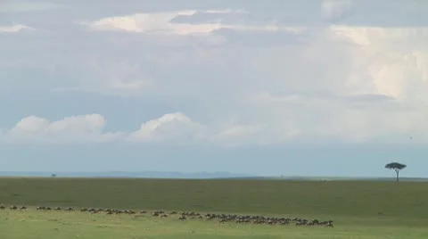 Wildebeest migration Stock Footage 10717336