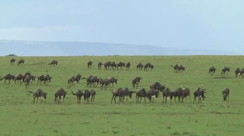 Wildebeest migration Stock Footage 10717339